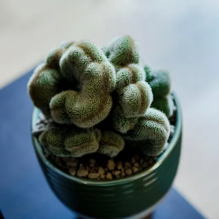 Ama 18 - The House Of Travelers- קומו